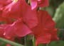 Everlasting Sweet Pea