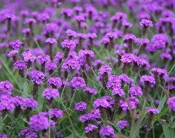 Verbena rigida (verbena)