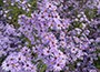 Aster