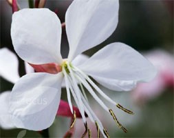 Crocus collection