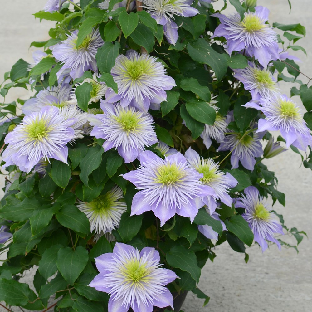 clematis (group 2)
