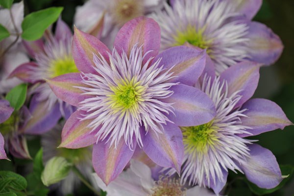 clematis (group 2)