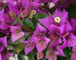 Bougainvillea - Bougainvillea glabra  'Sanderiana'