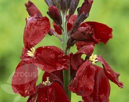 wallflower