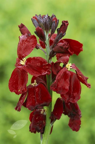 24 large wallflower plug plants 24 large wallflower plug plants