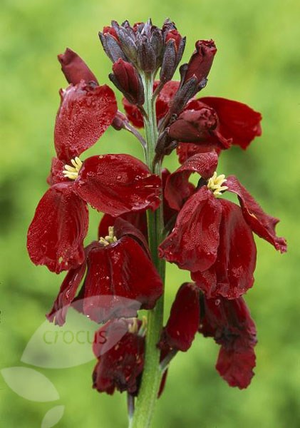 24 large wallflower plug plants 24 large wallflower plug plants