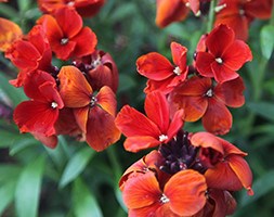 wallflower 'Fire King' (wallflower - Erysimum)