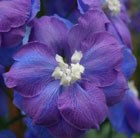 delphinium