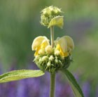 phlomis