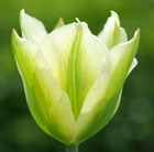 viridiflora tulip