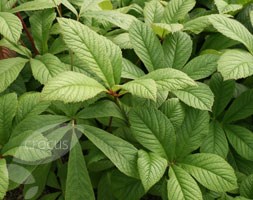 Rodgersia aesculifolia (rodgersia)