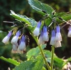 Symphytum 'Hidcote Blue' (Comfrey)