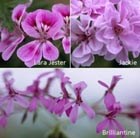 five bedding geraniums