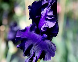 bearded iris