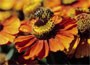 Sneezeweed (syn Indian Summer)