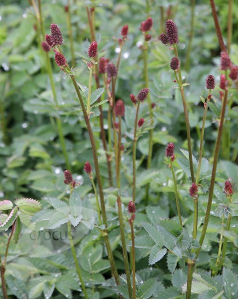 burnet