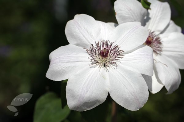 clematis (group 2) clematis (group 2)