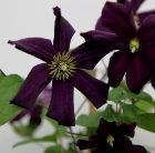 clematis (group 3)