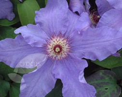 Clematis 'Happy Anniversary' (clematis (group 2))
