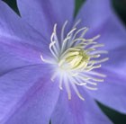 clematis (group 2)