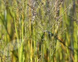 Blue switch grass