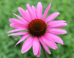 Echinacea purpurea Elton Knight ('Elbrook') PBR (coneflower)