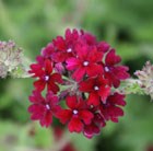 verbena