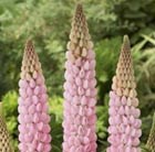 west country lupin