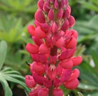 west country lupin