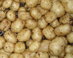 potato 'Duke of York' (potato - first early, Scottish basic seed potato)