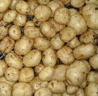 potato Duke of York