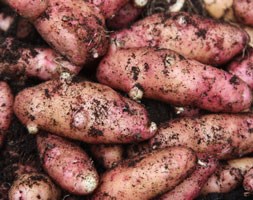 potato 'Pink Fir Apple' (potato - maincrop, Scottish basic seed potato)