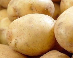potato 'Rocket' (PBR) (potato - extra early salad, Scottish basic seed potato)
