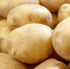 potato - extra early salad, Scottish basic seed potato