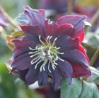 hellebore