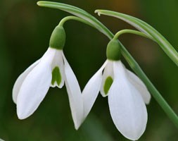 Galanthus nivalis (snowdrop - In The Green)