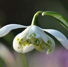 double snowdrop - In The Green