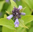 catmint