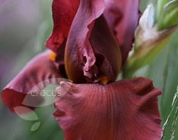 Iris 'Dutch Chocolate' (bearded iris)