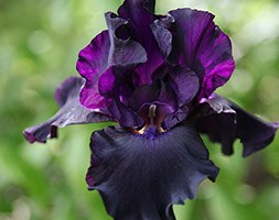 Iris 'Superstition' (bearded iris)