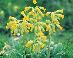Wildflowers for attracting bumble bees (wildflower plug plant collection)
