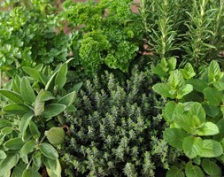 Herb collection (6 mixed herbs) (herb collection - mint, rosemary, thyme, parsley, sage & chives or lavender)