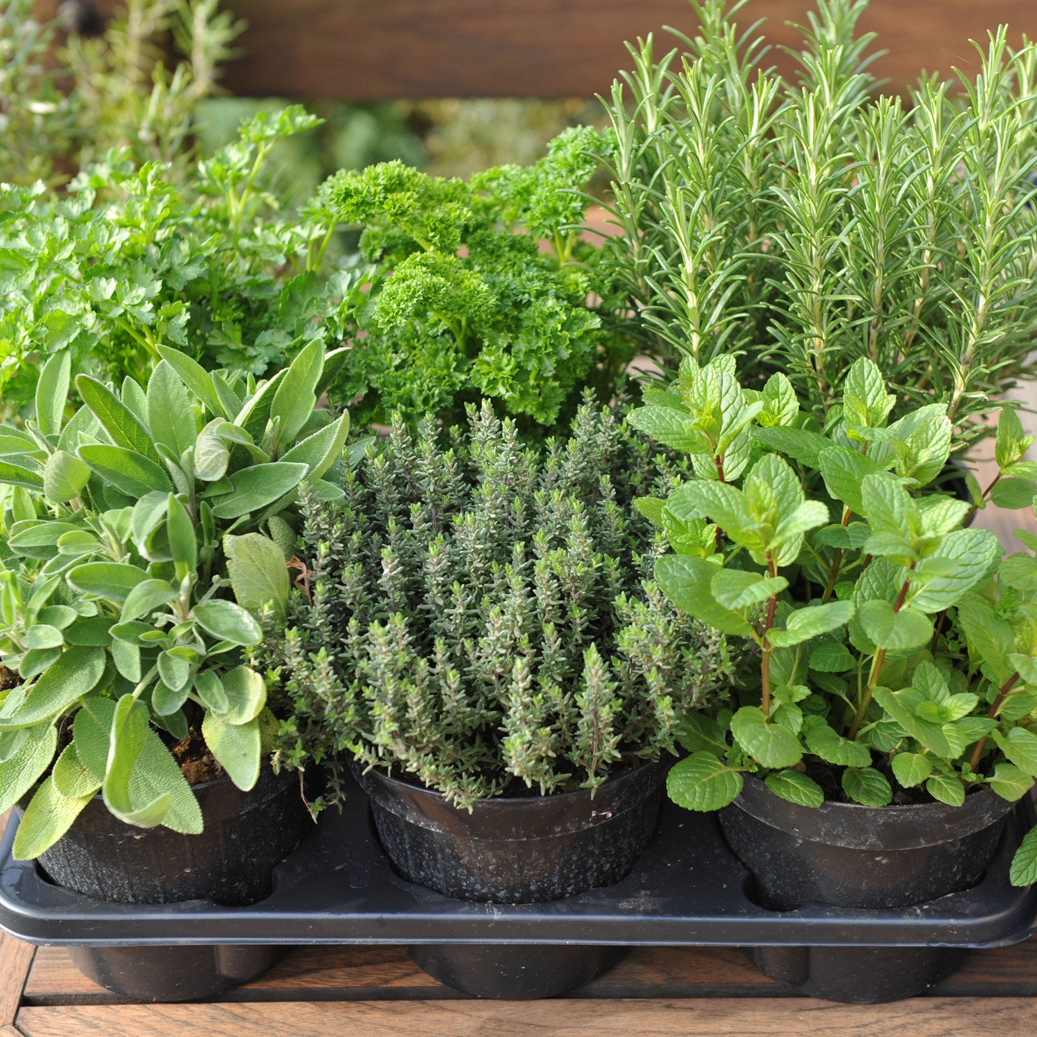 herb collection - mint, rosemary, thyme, parsley & sage or lavender