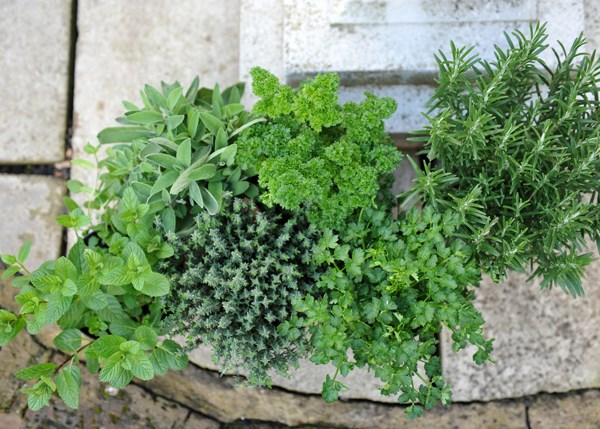 herb collection - mint, rosemary, thyme, parsley & sage or lavender herb collection - mint, rosemary, thyme, parsley & sage or lavender