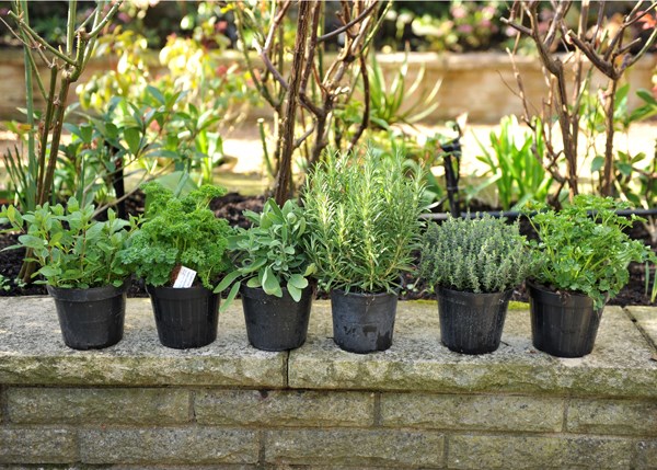 herb collection - mint, rosemary, thyme, parsley & sage or lavender herb collection - mint, rosemary, thyme, parsley & sage or lavender