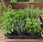 herb collection - mint, sage, thyme, parsley & rosemary or lavender