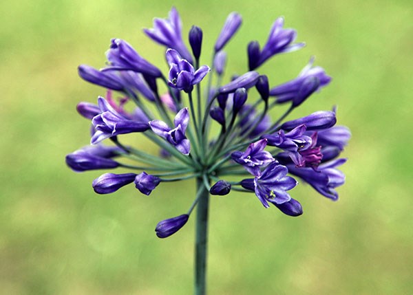 African lily