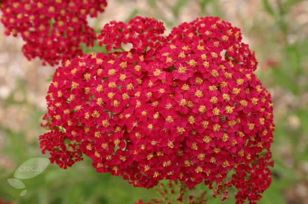 yarrow yarrow