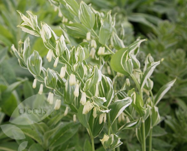 common Solomon's seal