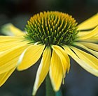 coneflower